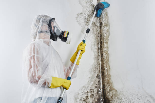 Trusted Menomonee Falls, WI Mold Removal Experts
